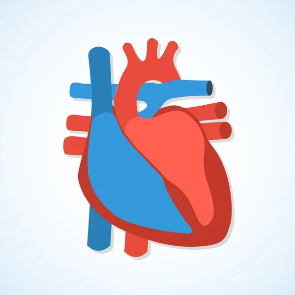 Flat design icons of human heart. — Stock Vector