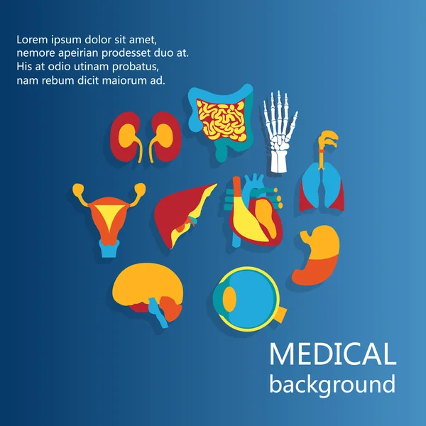 Concept de formation médicale. Anatomie humaine . — Image vectorielle