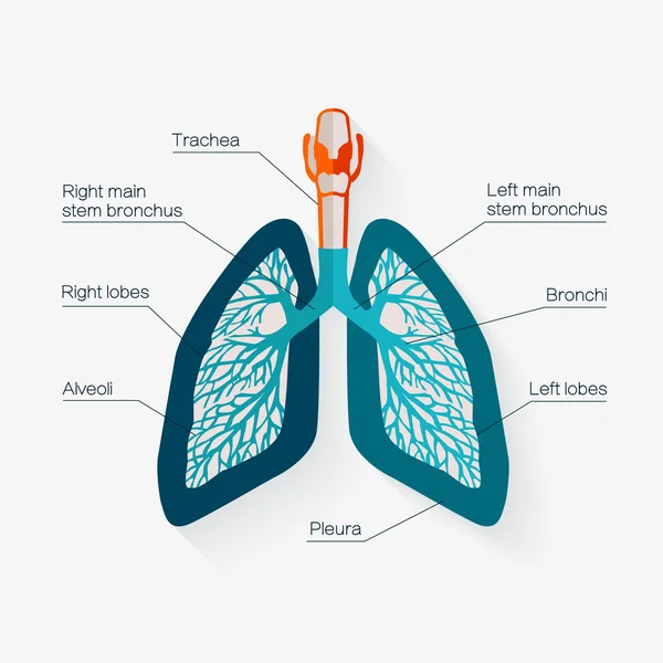 Ikon desain rata paru-paru manusia. Ilustrasi vektor . - Stok Vektor