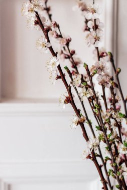 Çiçekli pembe kiraz. Arka planda bahar çiçeği