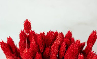 Kurutulmuş Phalaris kırmızısı renkler. Boşluğu kopyala