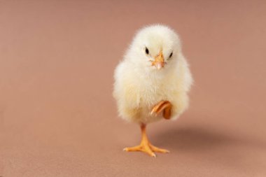 Kahverengi arka planda yeni doğmuş küçük bir tavuk..