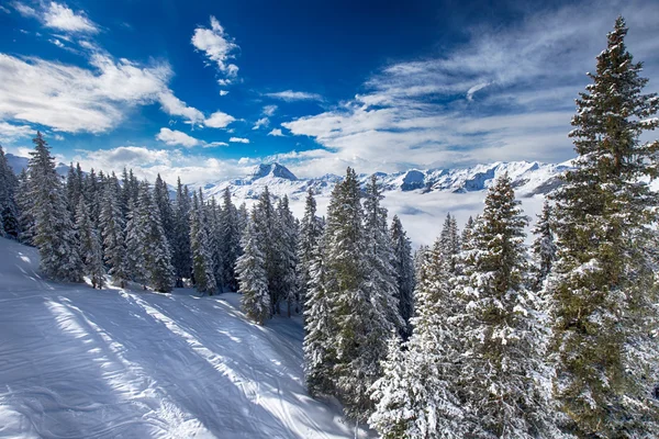 Trees covered by snow in Austria Alps — Stock Photo, Image