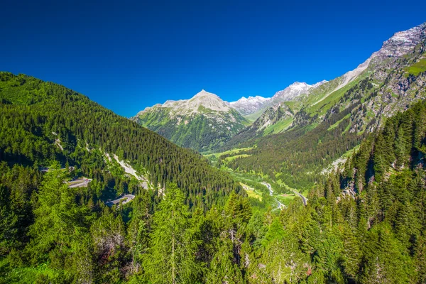 Groene bos op de top van Malojapass — Stockfoto