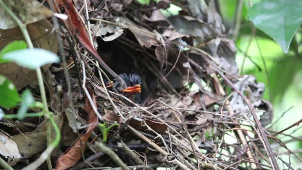 Jávský pruhované Pitta (Pitta guajana) hnízdí v Jáva, Indonésie — Stock video