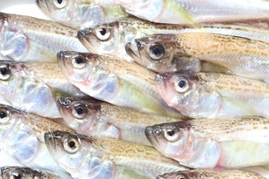 Sailfin sandfish (Arctoscopus japonicus) Japonya'da