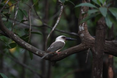 Büyük gagalı yalıçapkını (Pelargopsis melanorhyncha) Tangkoko Milli Parkı'nda, Sulawesi, Endonezya