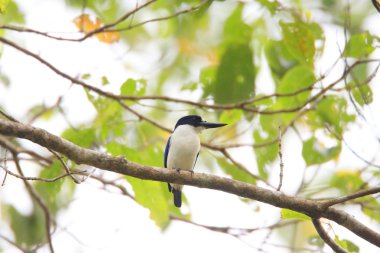 Halmahera, Endonezya (Todiramphus diops) mavi-beyaz arası kingfisher