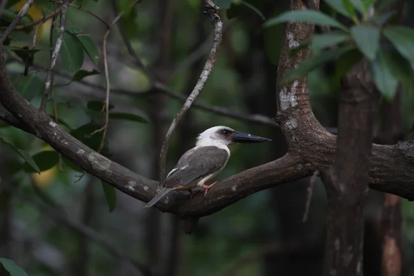 Μεγάλη-τιμολογημένος kingfisher (Pelargopsis melanorhyncha) στο εθνικό πάρκο Tangkoko, Sulawesi, ΙΝΔΟΝΗΣΙΑ — Φωτογραφία Αρχείου