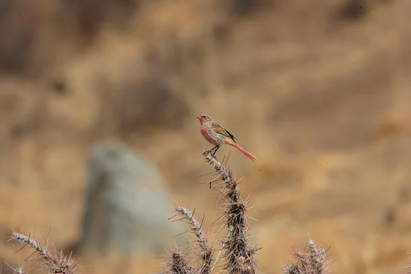 Roze-Bunting de Pylzoff o Rosefinch de Przewalski (Urocynchramus pyizowi) en Qinghai, China — Foto de Stock