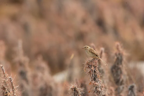 Pylzoffs Roze-Bunting eller Przewalskis Rosefinch (Urocynchramus pyizowi) i Qinghai, Kina – stockfoto