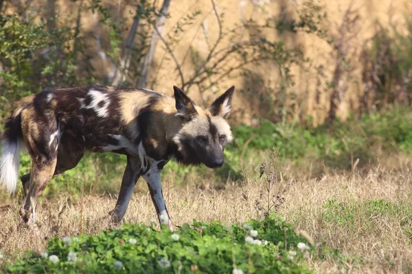 African hunting dog (Lycaon pictus) — Stock Photo, Image