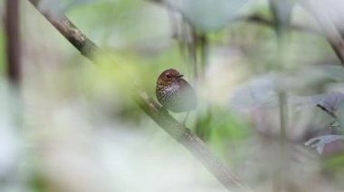 Pigme Wren-yedikardeşi (Pnoepyga pusilla) Sumatra, Endonezya