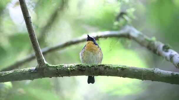 Schneebraune Fliegenschnäpper (ficedula hyperythra) männlich in Sumatra, Indonesien — Stockvideo