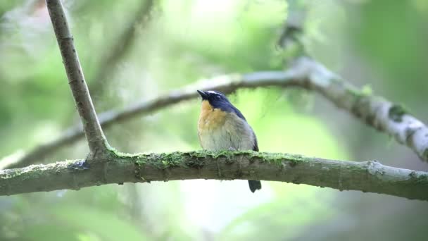 Snowy-browed Flycatcher (Ficedula hyperythra) male in Sumatra, Indonesia — Stock Video