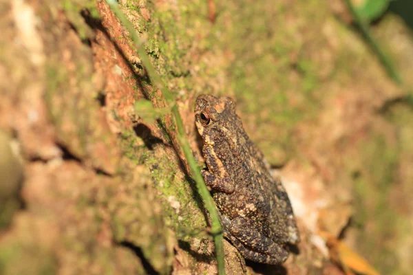 Kelaart de dwerg Toad (Adenomus kelaartii) in Sri Lanka — Stockfoto