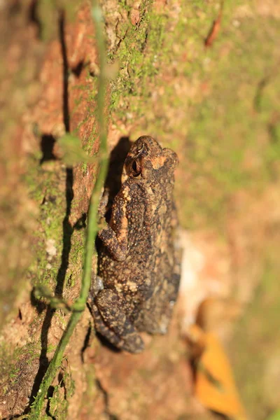 Sapo anão de Kelaart (Adenomus kelaartii) no Sri Lanka — Fotografia de Stock