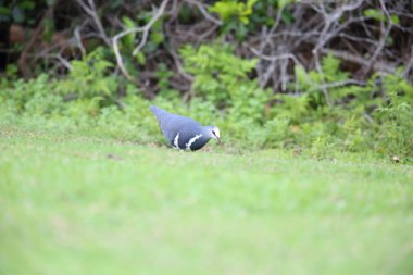 Avustralya'da Wonga güvercin (Leucosarcia melanoleuca)