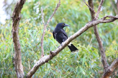 Avustralya'da alaca currawong (Strepera graculina)