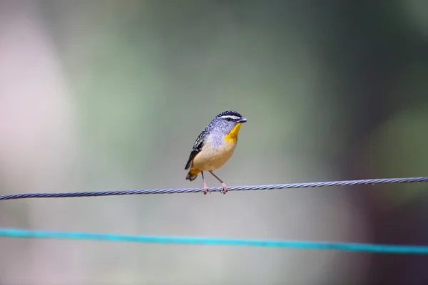 Gyémántmadár (Pardalotus punctatus), Ausztrália — Stock Fotó