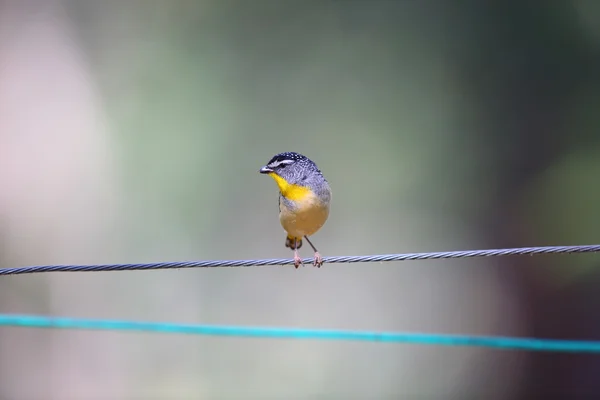 在澳大利亚的斑点的 pardalote （Pardalotus 马尾松） — 图库照片