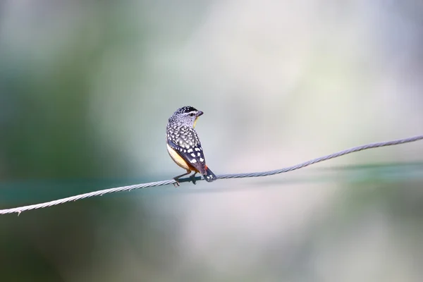 オーストラリアで斑点を付けられたホウセキドリ科 (Pardalotus イシガキダイ) — ストック写真