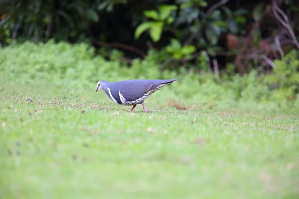 Wonga Pigeon (Leucosarcia melanoleuca) en Australia — Foto de Stock