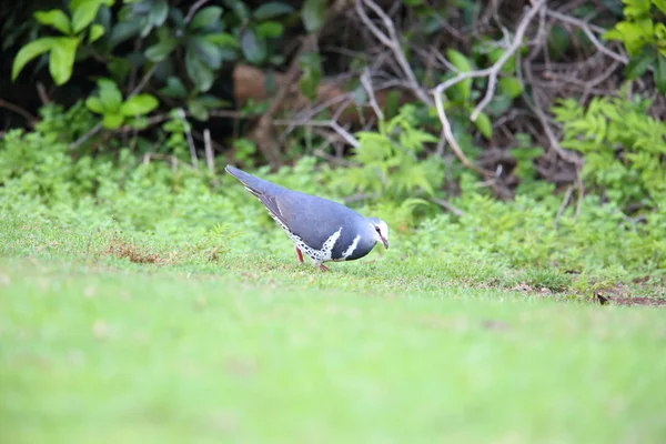 Avustralya'da Wonga güvercin (Leucosarcia melanoleuca)