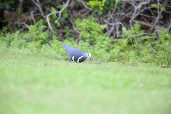 Avustralya'da Wonga güvercin (Leucosarcia melanoleuca)