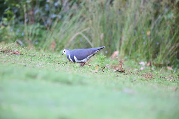 オーストラリアの Wonga 鳩 (Leucosarcia 精液) — ストック写真