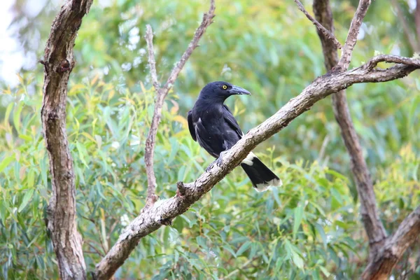 Pied currawong (Strepera graculina) v Austrálii — Stock fotografie