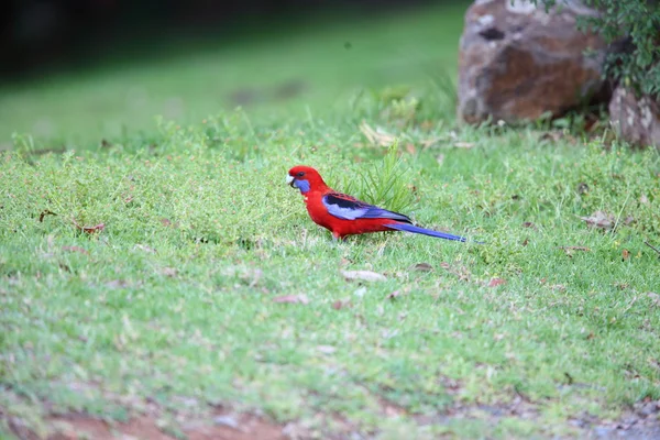 Crimson Rosella (Platycercus elegans) in Australia — Stock Photo, Image