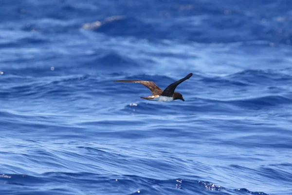 Avustralya'da Tahiti kuşu (Pseudobulweria rostrata) — Stok fotoğraf