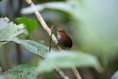 Pigme Wren-yedikardeşi (Pnoepyga pusilla) Sumatra, Endonezya