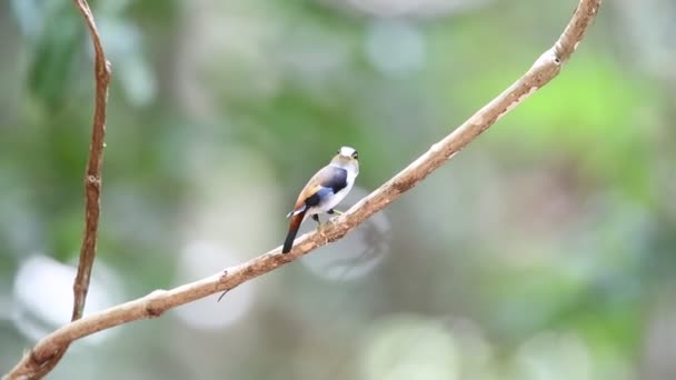 Zilver-breasted hapvogel (Serilophus lunatus) in Kaengkrachan Nationaal Park, Thailand — Stockvideo