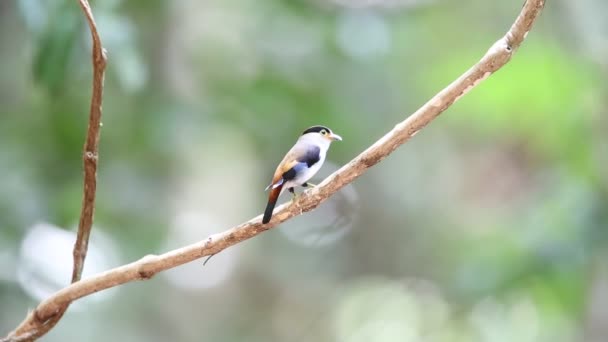 Zilver-breasted hapvogel (Serilophus lunatus) in Kaengkrachan Nationaal Park, Thailand — Stockvideo