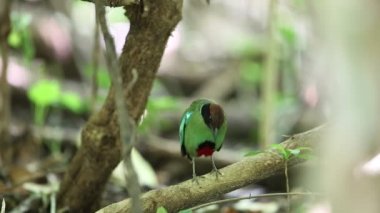 Kukuletalı pide (pide sordida) Güney Tayland