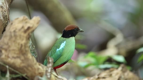 Pitta à capuchon (Pitta sordida) en Thaïlande du Sud — Video