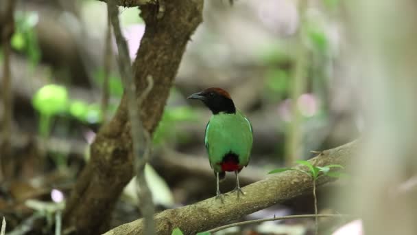 Pitta com capuz (Pitta sordida) no sul da Tailândia — Vídeo de Stock