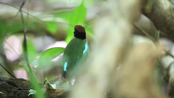 Pitta à capuchon (Pitta sordida) en Thaïlande du Sud — Video