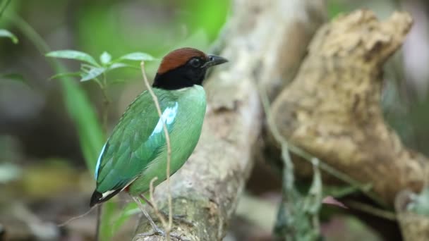 Pitta con capucha (Pitta sordida) en el sur de Tailandia — Vídeo de stock