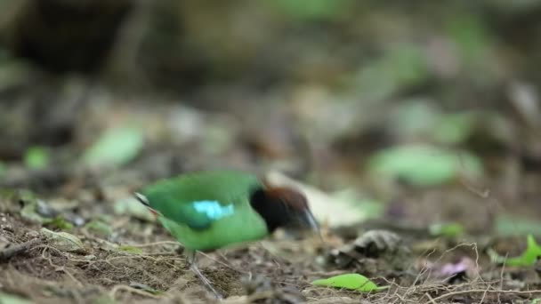 Hooded Pitta (Pitta sordida) i södra Thailand — Stockvideo