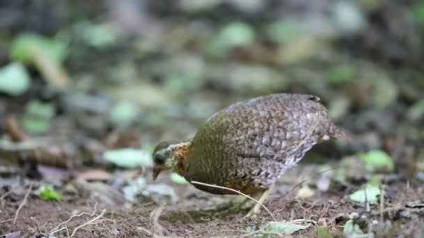 Green-legged partridge (Arborophila chloropus) in Thailand — Stock Video