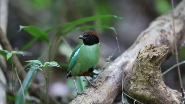 Pitta con capucha (Pitta sordida) en el sur de Tailandia — Vídeos de Stock