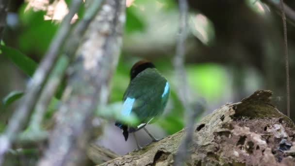 Pitta con capucha (Pitta sordida) en el sur de Tailandia — Vídeos de Stock