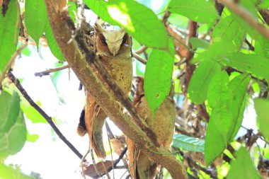 Beyaz önlü İshak baykuşu (Otus sagittatus) Kaengkrachan Milli Parkı, Tayland