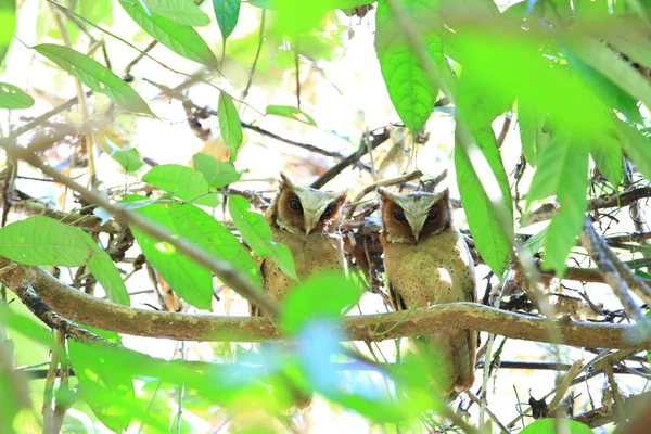 White-fronted scops owl (Otus sagittatus) in Kaengkrachan National Park, Thailand — Stock Photo, Image