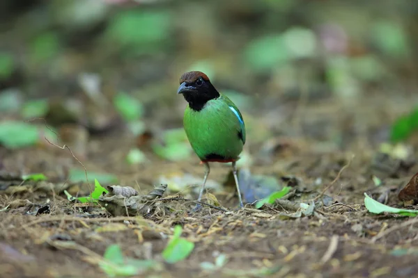 Kapuzenpitta (pitta sordida) im Kaengkrachan Nationalpark, Thailand — Stockfoto