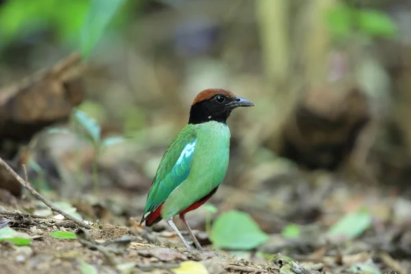 Pitta com capuz (Pitta sordida) no Parque Nacional Kaengkrachan, Tailândia — Fotografia de Stock