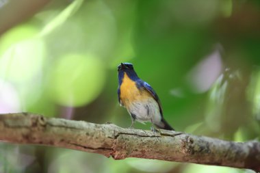 Tickell 'in mavi sinekkapanı (Cyornis tickelliae), sinekkapan familyasından küçük bir kuş türü..